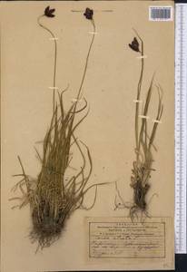 Carex atrata L., Middle Asia, Dzungarian Alatau & Tarbagatai (M5) (Kazakhstan)