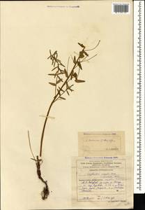 Euphorbia saratoi Ardoino, Caucasus, Azerbaijan (K6) (Azerbaijan)