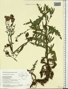 Cirsium arvense, Eastern Europe, Central region (E4) (Russia)