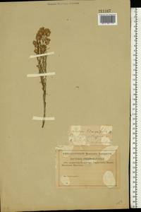 Jurinea multiflora (L.) B. Fedtsch., Eastern Europe, Middle Volga region (E8) (Russia)