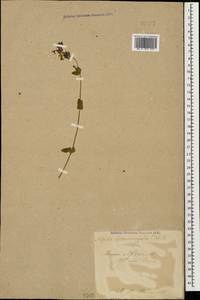 Nepeta betonicifolia, Caucasus, Turkish Caucasus (NE Turkey) (K7) (Turkey)