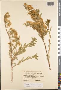 Spiraea crenata subsp. crenata, Eastern Europe, Lower Volga region (E9) (Russia)