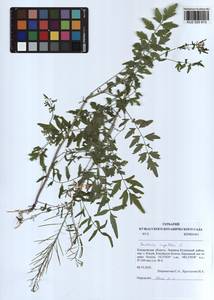 Cardamine impatiens L., Siberia, Altai & Sayany Mountains (S2) (Russia)