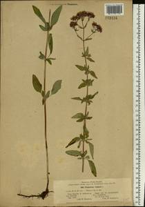 Origanum vulgare L., Eastern Europe, Lower Volga region (E9) (Russia)