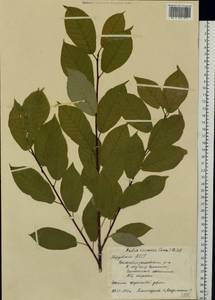Prunus padus L., Eastern Europe, Middle Volga region (E8) (Russia)