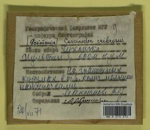 Coscinodon cribrosus (Hedw.) Spruce, Bryophytes, Bryophytes - Chukotka & Kamchatka (B21) (Russia)