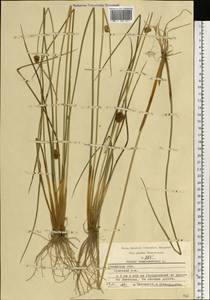 Juncus conglomeratus L., Eastern Europe, Central region (E4) (Russia)