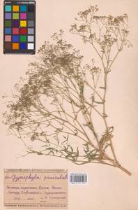 Gypsophila paniculata L., Eastern Europe, Middle Volga region (E8) (Russia)
