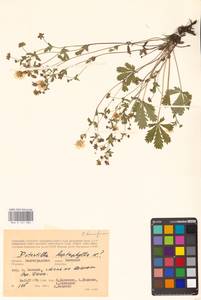 Potentilla humifusa Willd. ex D. F. K. Schltdl., Eastern Europe, Lower Volga region (E9) (Russia)