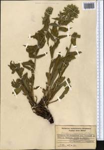 Arnebia ugamensis (Popov) Riedl, Middle Asia, Western Tian Shan & Karatau (M3) (Kyrgyzstan)