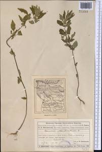 Chaiturus marrubiastrum (L.) Ehrh. ex Rchb., Middle Asia, Muyunkumy, Balkhash & Betpak-Dala (M9) (Kazakhstan)