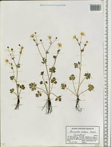 Ranunculus sardous Crantz, Eastern Europe, Central forest-and-steppe region (E6) (Russia)