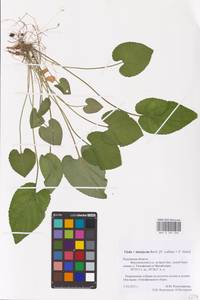 Viola ×interjecta Borbás, Eastern Europe, Central region (E4) (Russia)