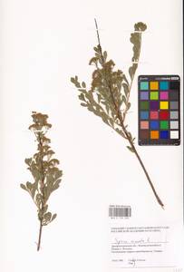 Spiraea crenata L., Eastern Europe, South Ukrainian region (E12) (Ukraine)