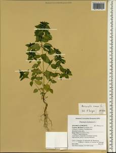 Mercurialis annua L., South Asia, South Asia (Asia outside ex-Soviet states and Mongolia) (ASIA) (Cyprus)