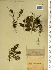 Teucrium chamaedrys L., Crimea (KRYM) (Russia)