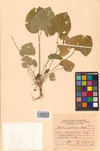 Viola collina Besser, Siberia, Russian Far East (S6) (Russia)