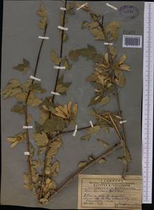 Acer tataricum subsp. semenovii (Regel & Herder) A. E. Murray, Middle Asia, Pamir & Pamiro-Alai (M2) (Uzbekistan)