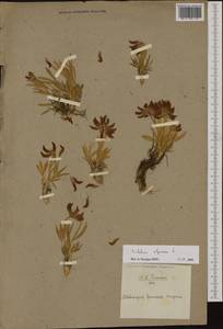 Trifolium alpinum L., Western Europe (EUR) (Not classified)