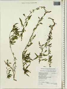 Amaranthus muricatus (Moq.) Hieron., Africa (AFR) (Spain)