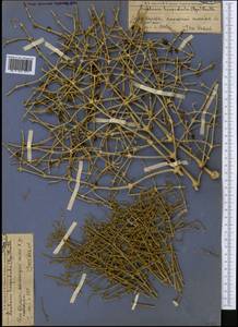 Anabasis jaxartica (Bunge) Benth. ex Iljin, Middle Asia, Western Tian Shan & Karatau (M3) (Kazakhstan)