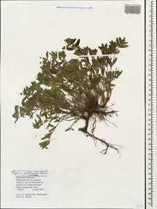 Thymus pastoralis Iljin, Caucasus, Stavropol Krai, Karachay-Cherkessia & Kabardino-Balkaria (K1b) (Russia)