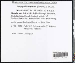 Herzogiella turfacea (Lindb.) Z. Iwats., Bryophytes, Bryophytes - Russian Far East (excl. Chukotka & Kamchatka) (B20) (Russia)