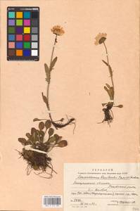 Leucanthemum gaudinii Dalla Torre, Eastern Europe, West Ukrainian region (E13) (Ukraine)