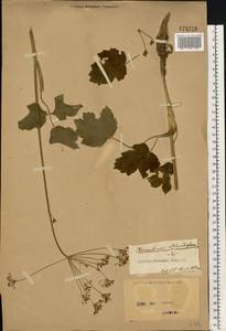 Heracleum sphondylium L., Eastern Europe, North Ukrainian region (E11) (Ukraine)