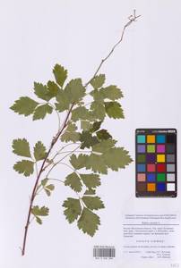 Rubus caesius L., Eastern Europe, Moscow region (E4a) (Russia)