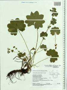 Alchemilla baltica Sam. ex Juz., Eastern Europe, Central region (E4) (Russia)