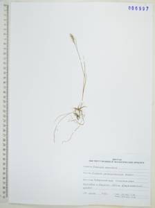 Koeleria spicata subsp. spicata, Siberia, Russian Far East (S6) (Russia)