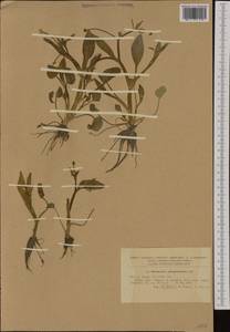 Ranunculus ophioglossifolius Vill., Western Europe (EUR) (Romania)