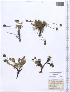 Oxytropis microsphaera Bunge, Middle Asia, Pamir & Pamiro-Alai (M2) (Tajikistan)