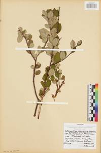 Cotoneaster alaunicus Golitsin, Eastern Europe, Central region (E4) (Russia)