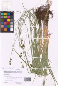 Carex polyphylla Kar. & Kir., Eastern Europe, Central forest-and-steppe region (E6) (Russia)