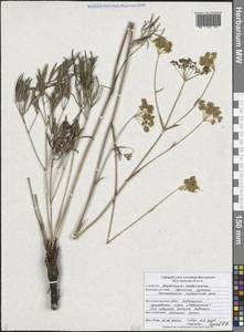 Peucedanum ruthenicum M.Bieb., Eastern Europe, Central forest-and-steppe region (E6) (Russia)