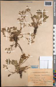Potentilla humifusa Willd., Middle Asia, Muyunkumy, Balkhash & Betpak-Dala (M9) (Kazakhstan)
