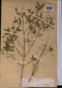 Euonymus semenovii Regel & Herder, Middle Asia, Northern & Central Tian Shan (M4) (Kazakhstan)