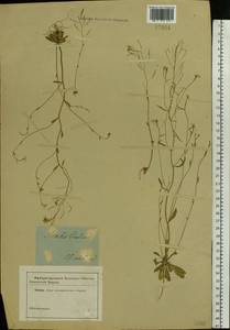 Arabidopsis thaliana (L.) Heynh., Eastern Europe, South Ukrainian region (E12) (Ukraine)