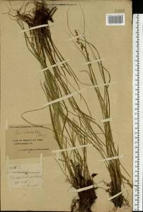 Carex diandra Schrank, Eastern Europe, Central forest region (E5) (Russia)