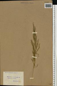 Apera spica-venti (L.) P.Beauv., Eastern Europe, Volga-Kama region (E7) (Russia)