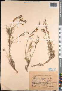 Astragalus spryginii Popov, Middle Asia, Western Tian Shan & Karatau (M3) (Kyrgyzstan)