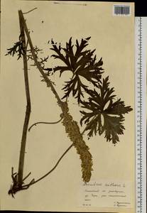 Aconitum barbatum Patrin ex Pers., Siberia, Altai & Sayany Mountains (S2) (Russia)