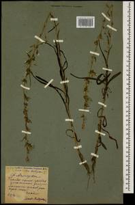 Lactuca saligna L., Caucasus, North Ossetia, Ingushetia & Chechnya (K1c) (Russia)