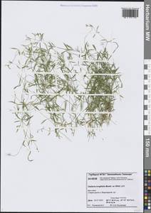 Stellaria longifolia (Regel) Muhl. ex Willd., Siberia, Central Siberia (S3) (Russia)
