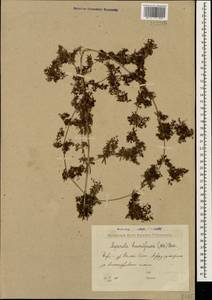 Galium humifusum M.Bieb., Caucasus, Georgia (K4) (Georgia)
