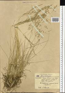 Deschampsia, Siberia, Western Siberia (S1) (Russia)