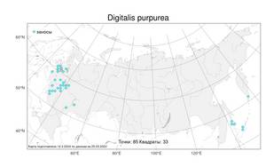 Digitalis purpurea L., Atlas of the Russian Flora (FLORUS) (Russia)