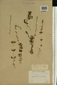 Veronica arvensis L., Eastern Europe, Northern region (E1) (Russia)